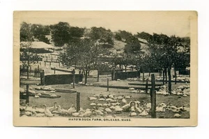 Postal de Orleans MA, Mayo's Duck Farm cerca de Nauset Heights, Pochet Marsh 1930 - Imagen 1 de 2