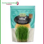 Organic Sprouting Seeds (100g) // Seed Sprouter - makes jars full of sprouts!