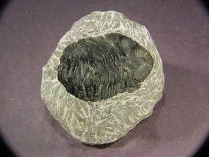BUTW Moroccan Morocco Fossilized Trilobite Display Specimen 7744C - Picture 1 of 1