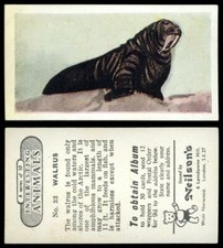 Walrus #33 Interesting Animals 1954 Neilson's Card