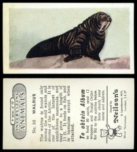 Walrus #33 Interesting Animals 1954 Neilson's Card