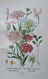 1897 Druck gewöhnlicher und lila Süßigkeiten. Edward Step. 126 Jahre alt. - Bild 1 von 5