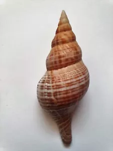 FASCIOLARIA FILAMENTOSA - Foto 1 di 3