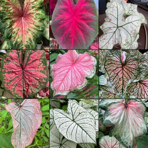 Blue Buddha Farm: Caladium Variety Mix (Random Mix of Bulbs) - Picture 1 of 6