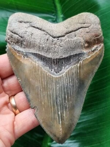 Dente sfaccettato e affilato del megalodonte grande 12,2 cm - squalo dente di squalo fossile - Foto 1 di 9