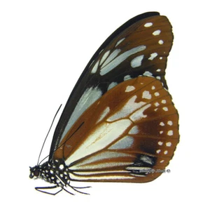 Mariposa/Danaidae sin montar - Parantica sita jeju, macho, A- - Imagen 1 de 1