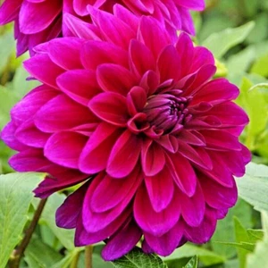 Dahlia LE BARON 1 Live Flower Plant Bulb Tuber Lavender Purple Magenta Pink - Picture 1 of 1