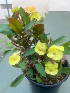 EUPHORBIA MILII CROWN OF THORNS YELLOW BARE ROOT PLANT 8" H.FROM MY GARDEN SEEDS - Picture 1 of 2