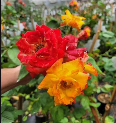 Climbing Rose Rosa Piñata Live Starter Plant Semi Dormant  - Image 1 of 4