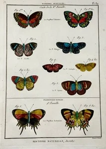 1794 Latreille; Butterflies Nymphs, Handcoloured quarto copper engraving - Inse - Picture 1 of 2