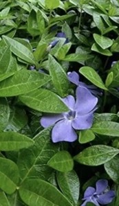 10 Bare Root  Periwinkle Vinca Minor Perennial Evergreen Groundcover - Picture 1 of 4