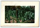 1910 In The Garden Of Eden Cactus Palm Beach Florida Fl Posted Antique Postcard