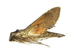 Mariposa/Sphingidae sin montar - Erinnyis oenotrus, macho, Bolivia, A- - Imagen 1 de 1