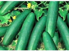 cucumber, STRAIGHT EIGHT, 60 SEEDS, pickling too! GroCo