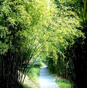 Schwarzer Bambus Essbar - Phyllostachys NIGRA Winterhart bis ca. - 18 Grad - - Bild 1 von 4