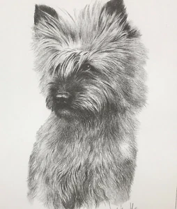 Impresión artística de dibujo a lápiz perro Cairn Terrier enmarcada por el artista Joel Kirk 33x28 cm - Imagen 1 de 11