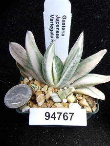Gasteria Japanese Variegated Hybrid Live Succulent Cactus Plant 94767 - Picture 1 of 1