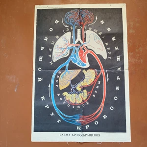 Circulatory Diagram Blood Original Vintage Poster Oddities Curiosity - Picture 1 of 5