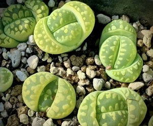 SEEDS - Lithops otzeniana 'Cream Green' ex Shimada JAPAN   30 seeds - Bild 1 von 2