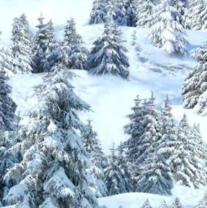 Elizabeth Studio Snowy Pine Tree Forest Stoff Meterware - Bild 1 von 3