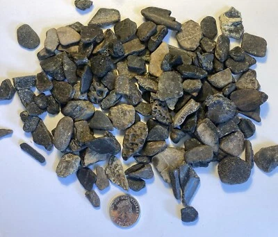 x8 fossil turtle ( trionyx ) shell and bone fragments from Isle of White UK RARE - Image 1 of 4