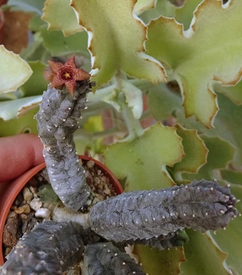 caralluma europea x  echidnopsis nubica / pseudolithos stapelia   caudex huernia - Photo 1/4