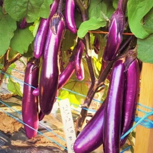 Purple Shine Chinese Eggplant Seeds - 200+ Count - For 2025 Planting Long Asian - Picture 1 of 12