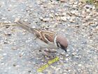 Photo 6x4 Tree sparrow (Passer montanus) Bempton Tree sparrows are on the c2013