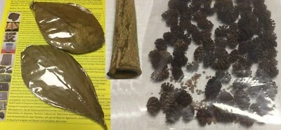 TopSellerSet-Angebot - 20 Seemandelbaumblätter + 50gr Erlenzapfen + Rindenröhre - Bild 1 von 4