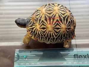 Lifelike Very Cute Radiated Tortoise Statue Reptile resin Figure Decor 5 inch - Picture 1 of 7