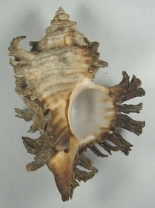 MUREX CORNUCERVI 92.82mm SUPER CHOICE SPECIMEN off Broome, Western Australia - Picture 1 of 2