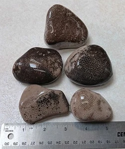 5 Charlevoix Stone Favosites Unpolished Michigan Fossil Display 1 lb 9 oz - Picture 1 of 8