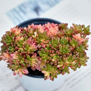 4" Aeonium Loartei Variegated, lebende Sukkulenten Pflanzen, seltene Pflanzen - Bild 1 von 11