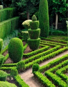 100 Seeds Privet Seeds - Ligustrum vulgare,  Ligustrum Quihoui Carr, Ligustrum l - Picture 1 of 14