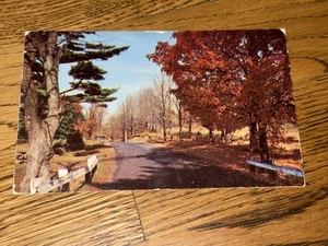 1955 Maine Red Maple & Fir Trees Posted Vintage Postcard 2 Cent Jefferson Stamp - Picture 1 of 7