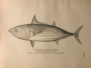 Rare 1884 Antique Fish Print Engraving ~ The Striped or Oceanic Tuna ~ Skipjack - Picture 1 of 3