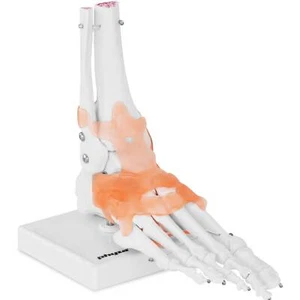 Fußskelett Modell Mit Bändern Und Unterschenkelansatz Anatomie Modell Lebensgroß - Bild 1 von 4