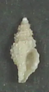 TROFÓN INGLORIUS 7,22 mm HERMOSO ESPÉCIMEN RARO en la bahía de Algoa, Sudáfrica - Imagen 1 de 2