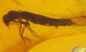 Bellissima Termite con Ali in Burmite Ambra Fossile dell'età dei dinosauri - Foto 1 di 8