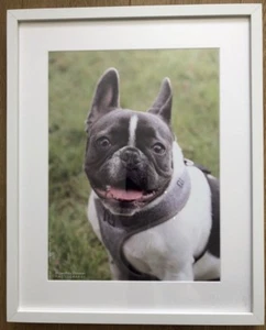 Gerahmtes Foto einer Französischen Bulldogge von Geoffrey Christian - Bild 1 von 1