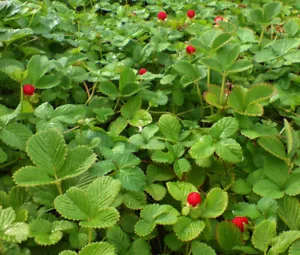 STRAWBERRY INDIAN Duchesnea Indica Tuttifrutti - 1,000 Bulk Seeds - Picture 1 of 3