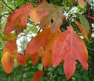 Juego de 10 esquejes de sasafrás comestibles frescos sin raíces/vida silvestre/ornamentales Foto 1 de 2