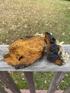 Chaga (Inonotus Obliquus) Wildcrafted USA Mushroom Powder - Picture 1 of 3