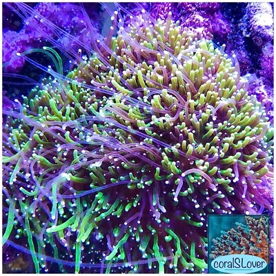 live coral Two Color Galaxea Neon Green/Purple Tentacle FRAG by "coralSLover"
