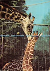 D099278 Giraffe and Baby Born at Bristol Zoo. Harvey Barton. 1968