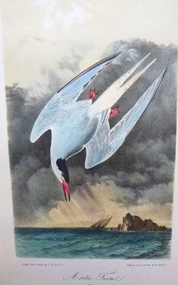 Audubon 3ª edición Octavo ARCTIC TERN Birds of America 1859 original único Foto 1 de 4