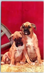 Postkarte - Die großen Babys - zwei Boxerhunde - Bild 1 von 2