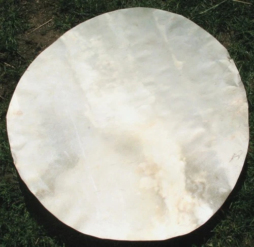 16 and 18 inch diameter Goat Hide Djembe skin  - Image 1 of 1