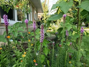 Blazing Star Seeds 50 Organic Seeds *Free Shipping* - Picture 1 of 5