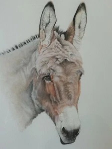 ALEXANDRA McMASTER ORIGINAL WATERCOLOUR STUDY OF A DONKEY - SIGNED & DATED 1991 - Picture 1 of 12